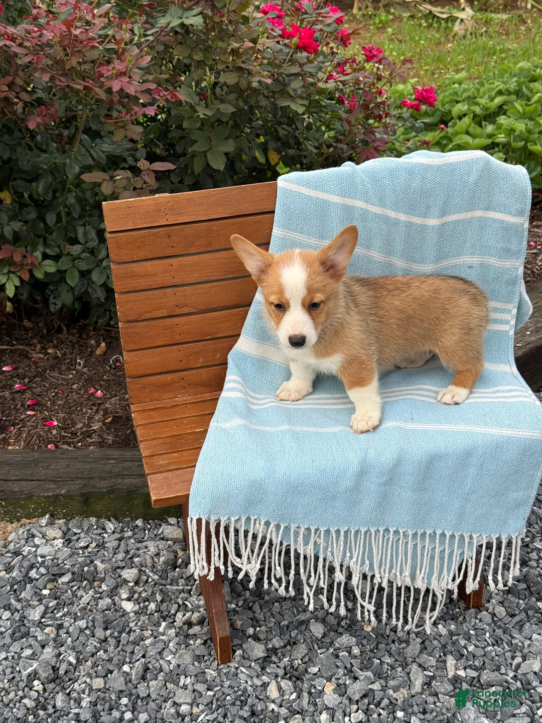 Welsh Corgi Pembroke dogs for sale: Jojo - Ad 2