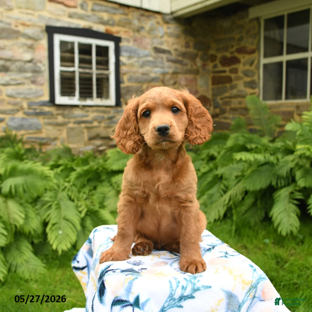 Cockapoo dogs for sale: Denver - Ad 2