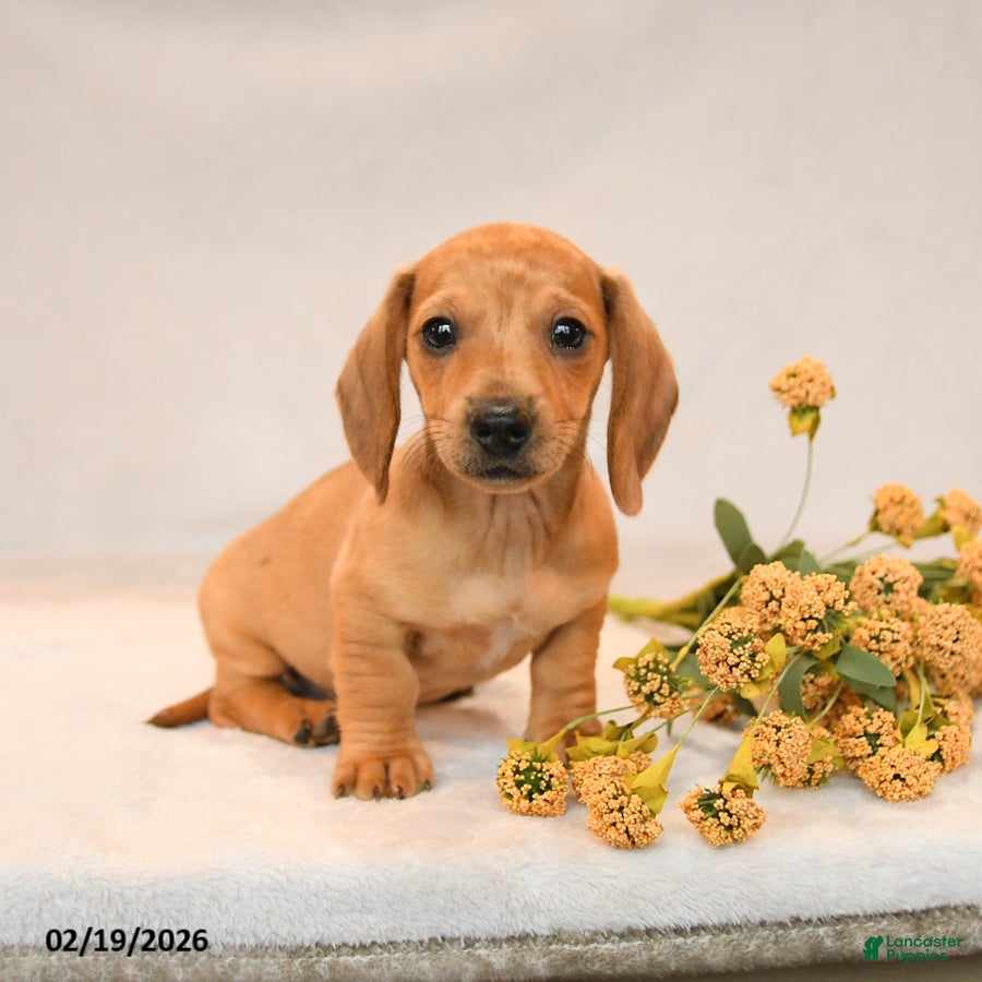 Miniature Dachshund dogs Owen - Ad 1