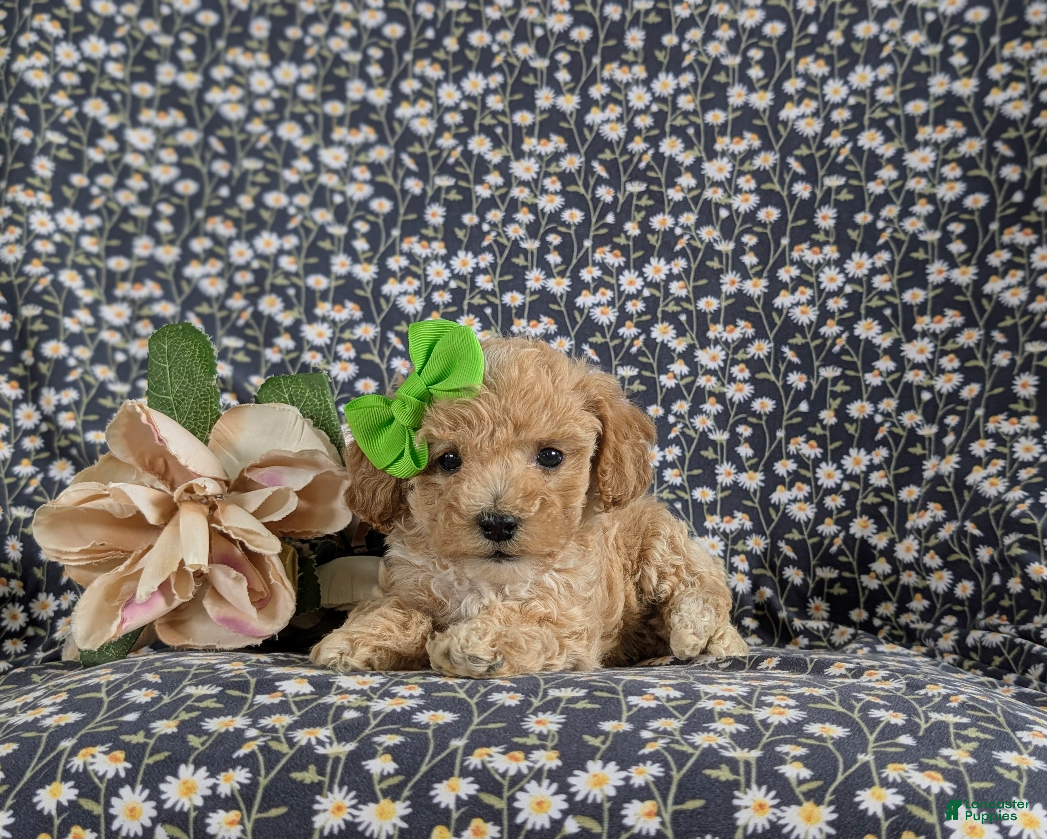 Bichpoo dogs for sale: Rosie 9 lbs Full Grown - Ad 4