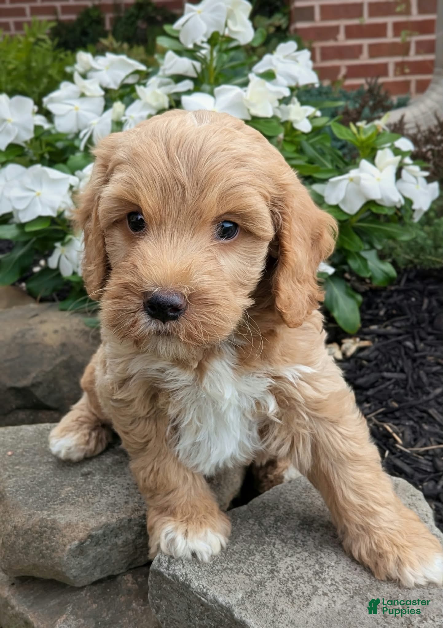 Mini Goldendoodle dogs Percy F1B - Ad 1