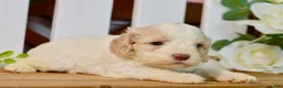 Cockapoo dogs for sale: Cora - Ad 6