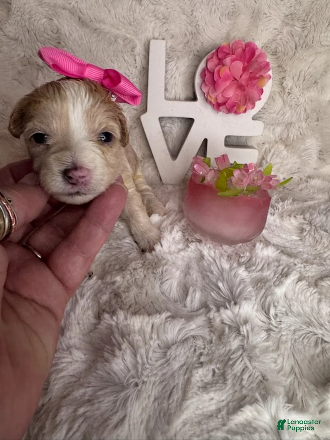 Maltipoo dogs for sale: Peppa - Ad 3