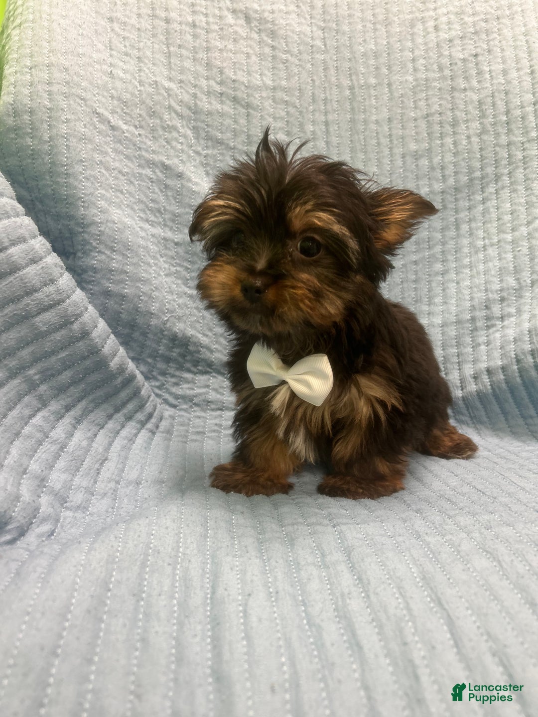 Morkie dogs for sale: Morkie Puppy 3 - Ad 3