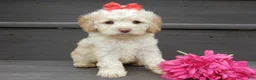 Cockapoo dogs for sale: Trixie - Ad 1