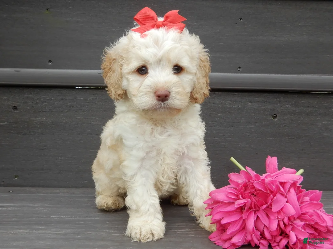 Cockapoo dogs for sale: Trixie - Ad 1