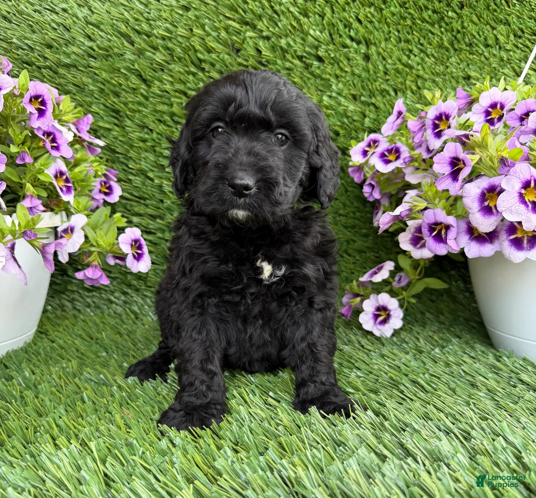 Mini Goldendoodle dogs for sale: Ally - Ad 2