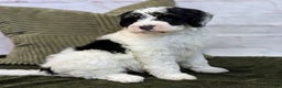 Mini Bernedoodle dogs for sale: Avory - Ad 4