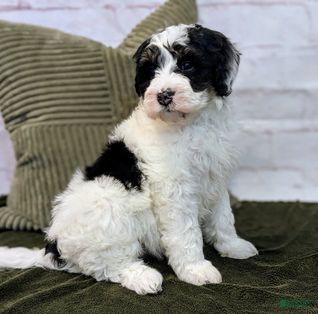 Mini Bernedoodle dogs for sale: Avory - Ad 4