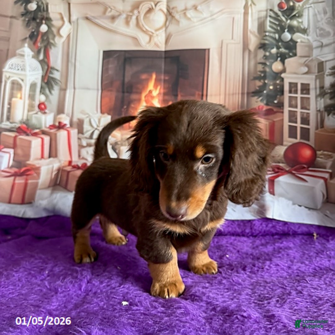 Miniature Dachshund dogs for sale: Cherry - Ad 2