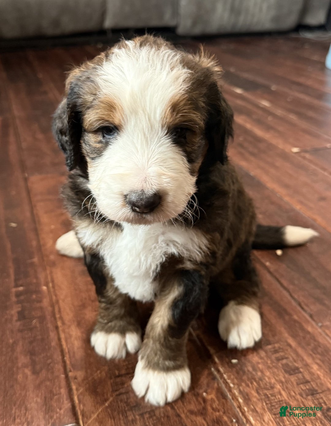 Bernedoodle dogs for sale: Tank - Ad 2