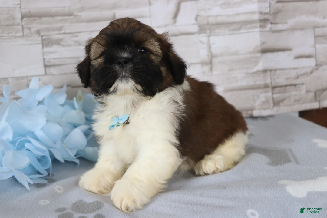 Shih Tzu dogs for sale: Roscoe - Ad 2