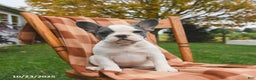 French Bulldog dogs for sale: Bonnie - Ad 2