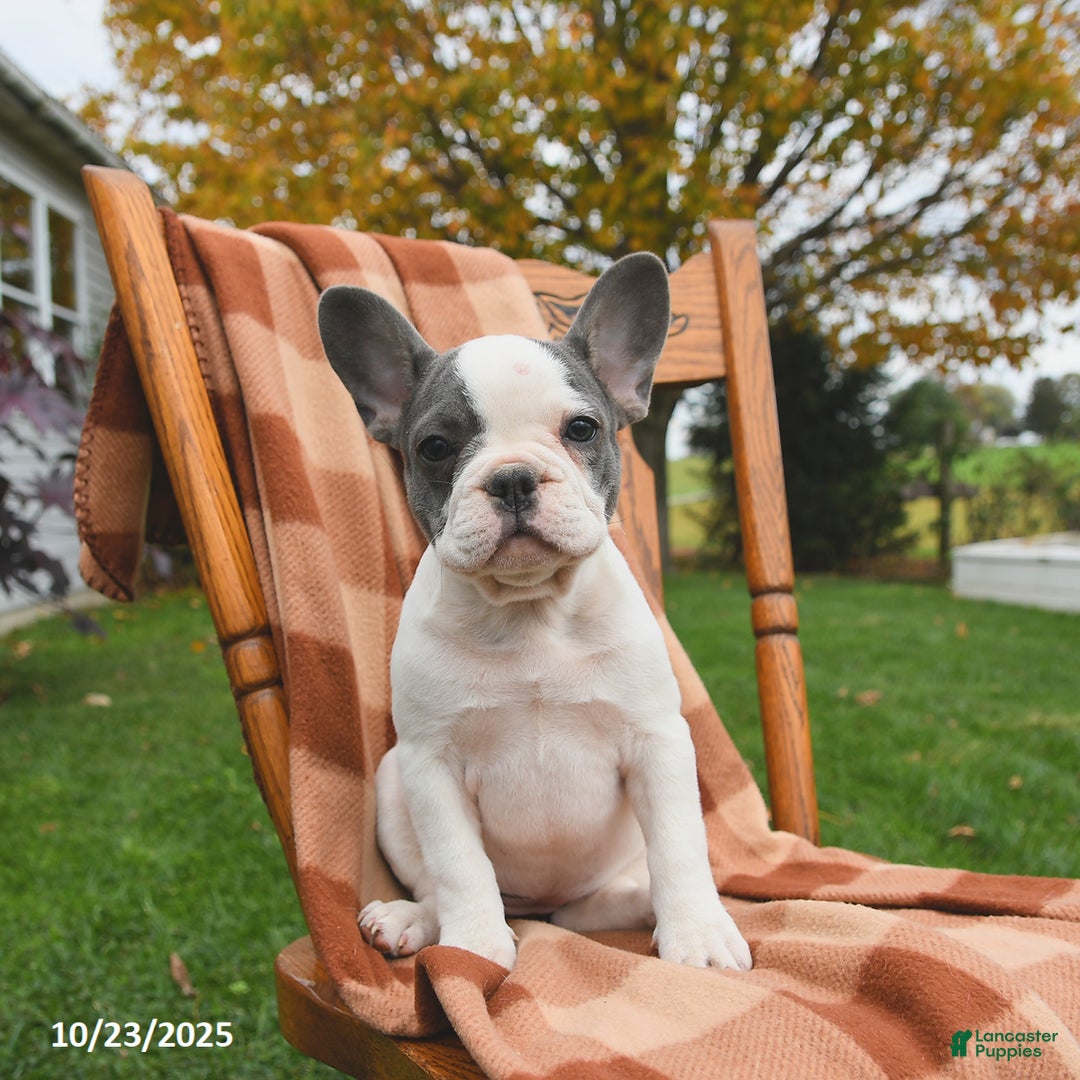 French Bulldog dogs for sale: Bonnie - Ad 2