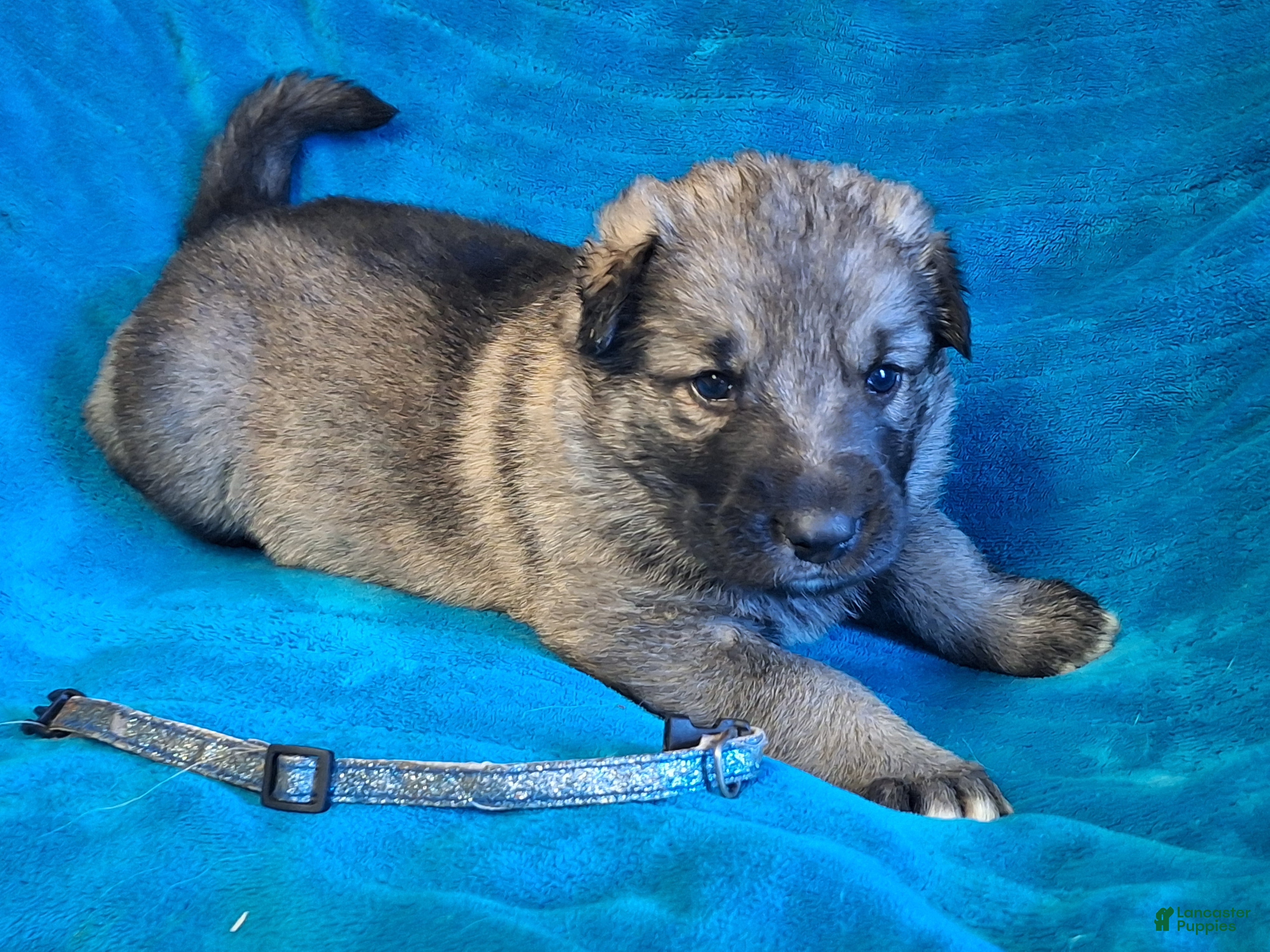 German Shepherd dogs ARCHER  Silver sable male pup! - Ad 2