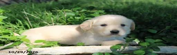 Golden Retriever dogs for sale: Harley - Ad 6
