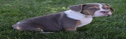 Beabull dogs for sale: Bailey  - Ad 4