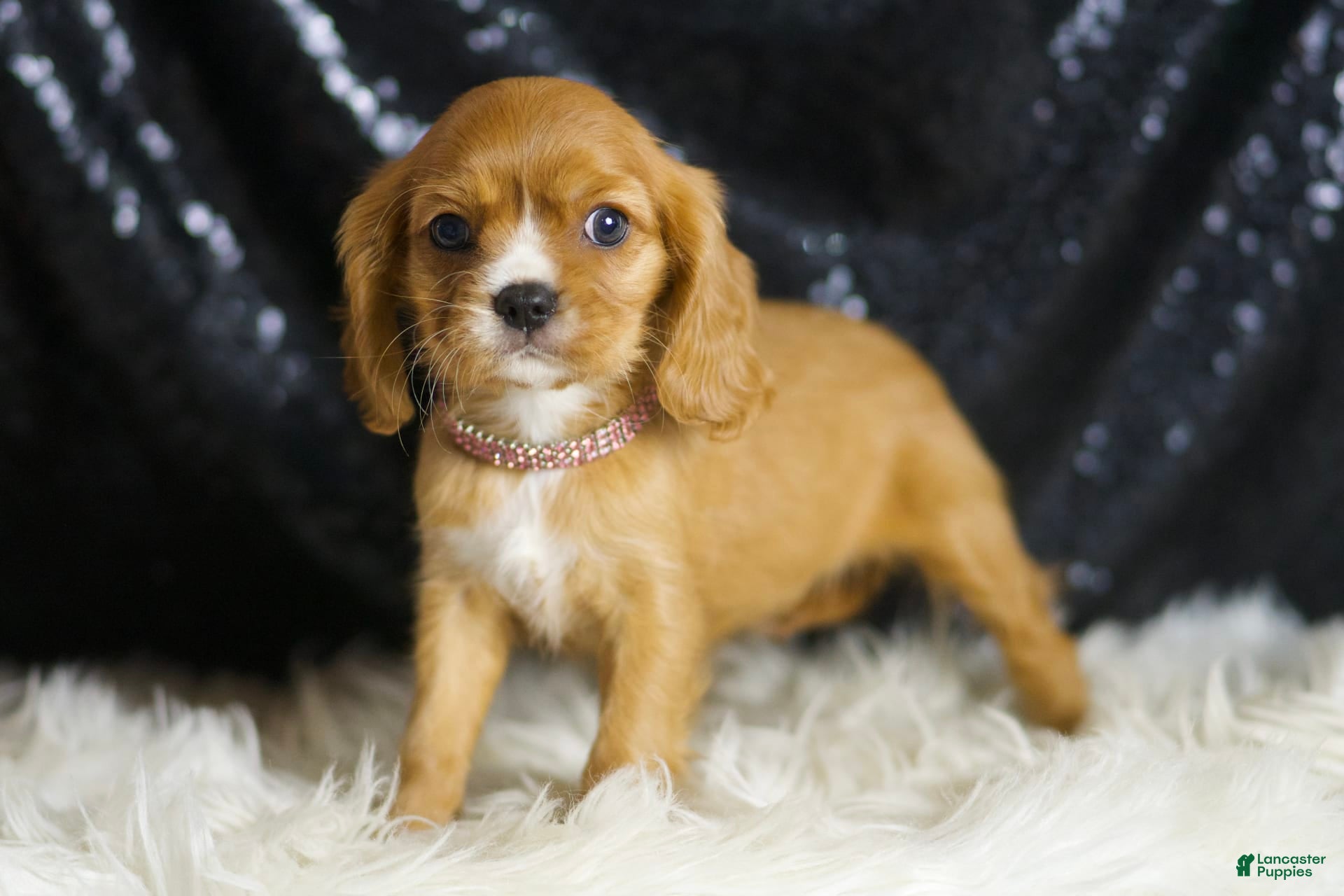 Cavalier King Charles Spaniel dogs Sonoma - Ad 32