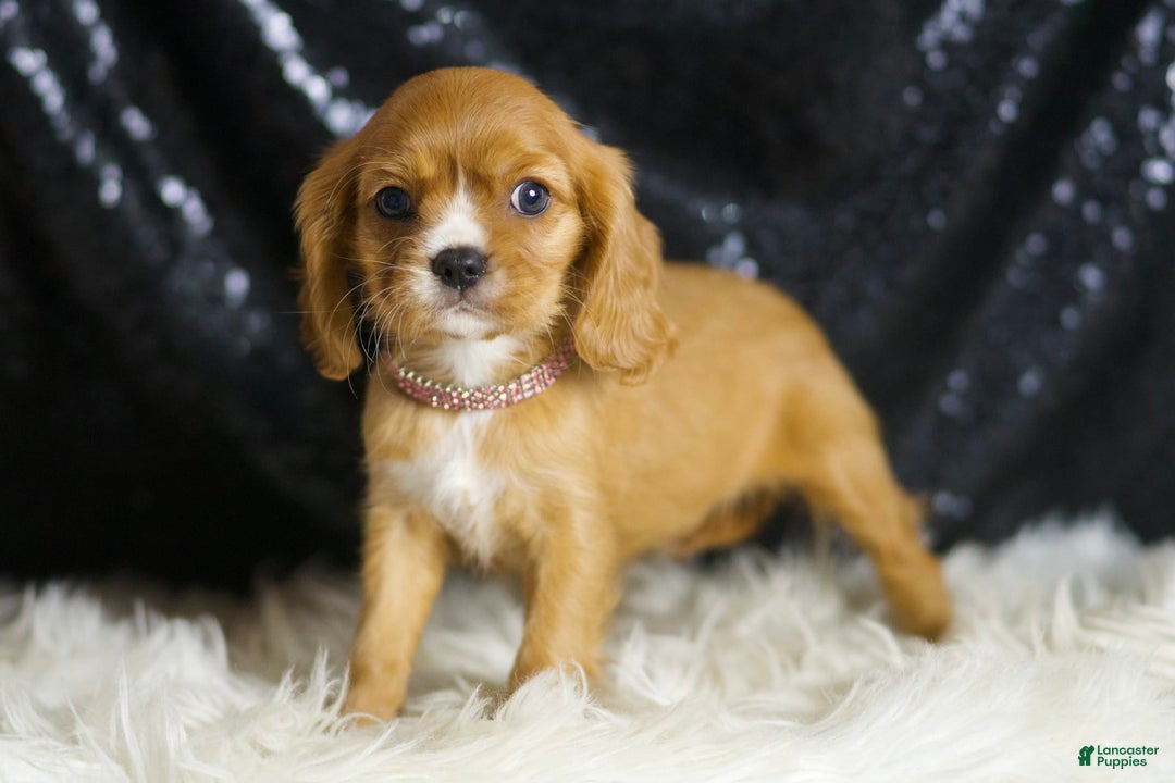 Cavalier King Charles Spaniel dogs for sale: Sonoma - Ad 1