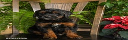 Mini Bernedoodle dogs for sale: Tucker - Ad 5