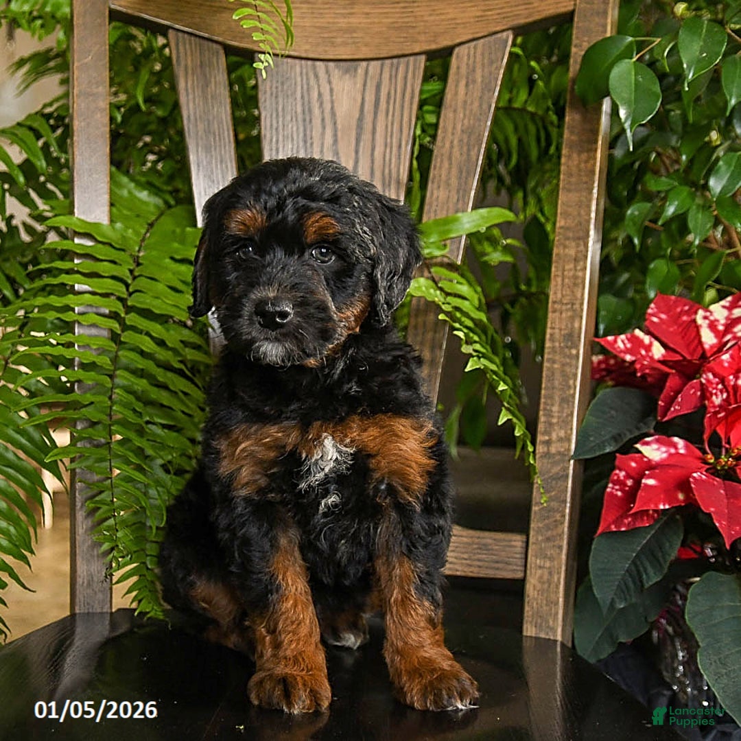 Mini Bernedoodle dogs for sale: Tucker - Ad 5