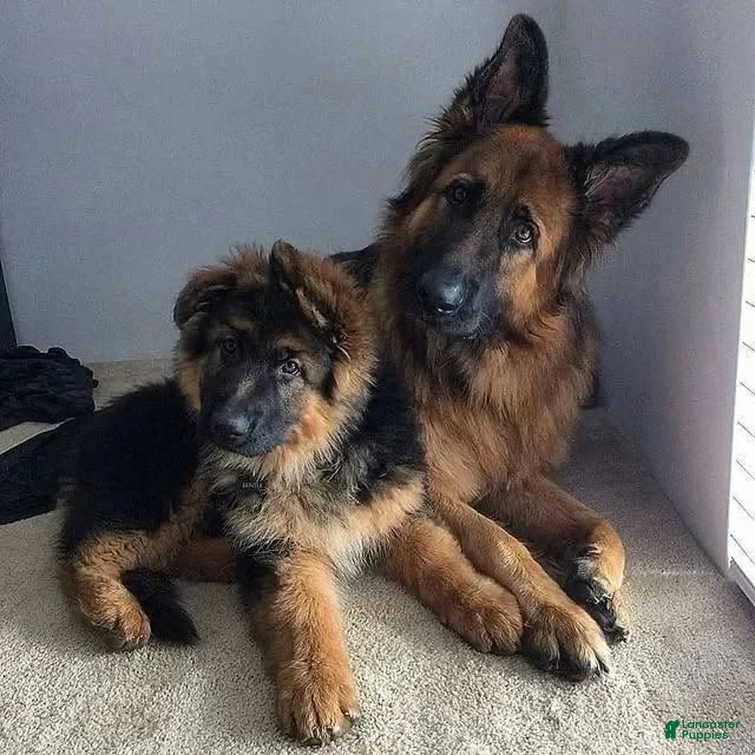 German Shepherd dogs for sale: Anthony - Ad 4