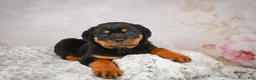 Rottweiler dogs for sale:  Sasha 🐾 - Ad 19