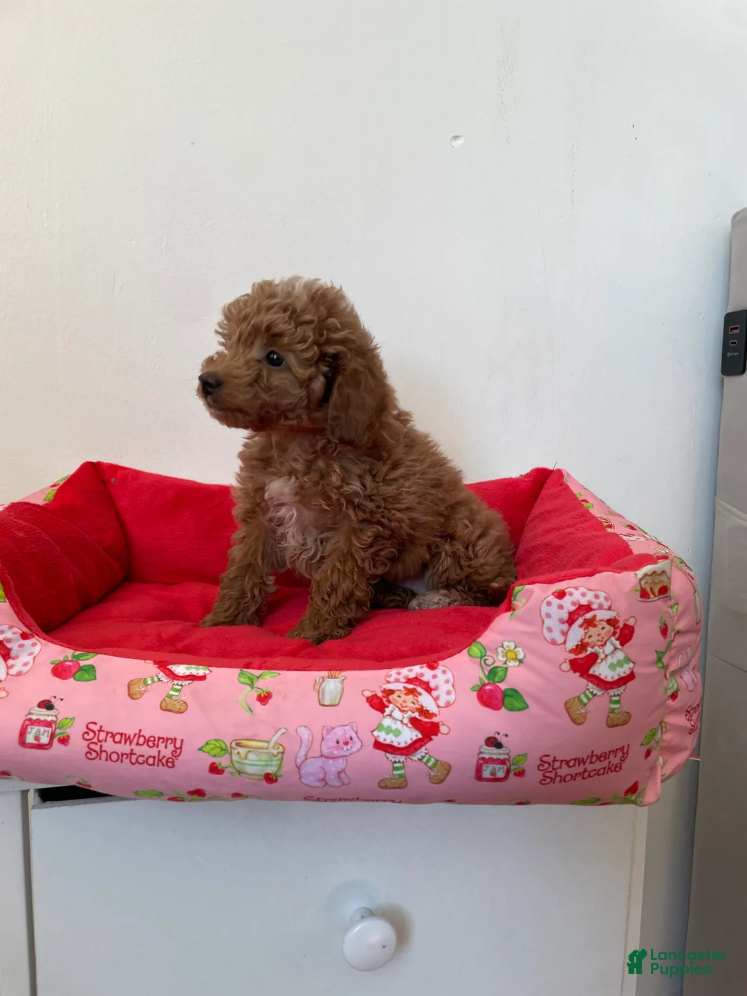 Toy Poodle dogs for sale: Dolly  - Ad 6