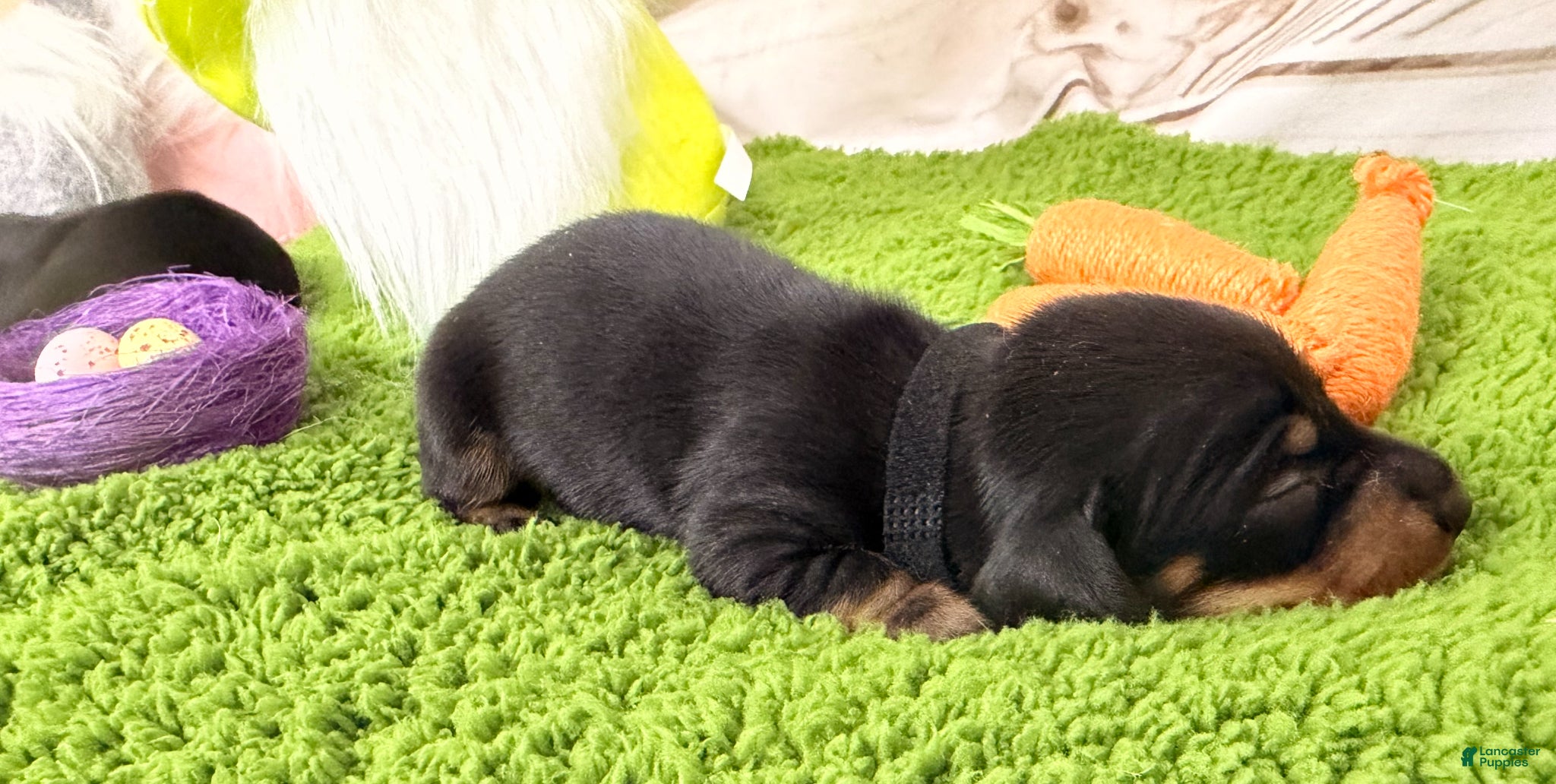Miniature Dachshund dogs Miniature Dachshund Puppy 3 - Ad 20