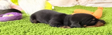 Miniature Dachshund Puppy 3