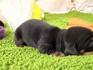 Miniature Dachshund dogs Miniature Dachshund Puppy 3 - Ad 20