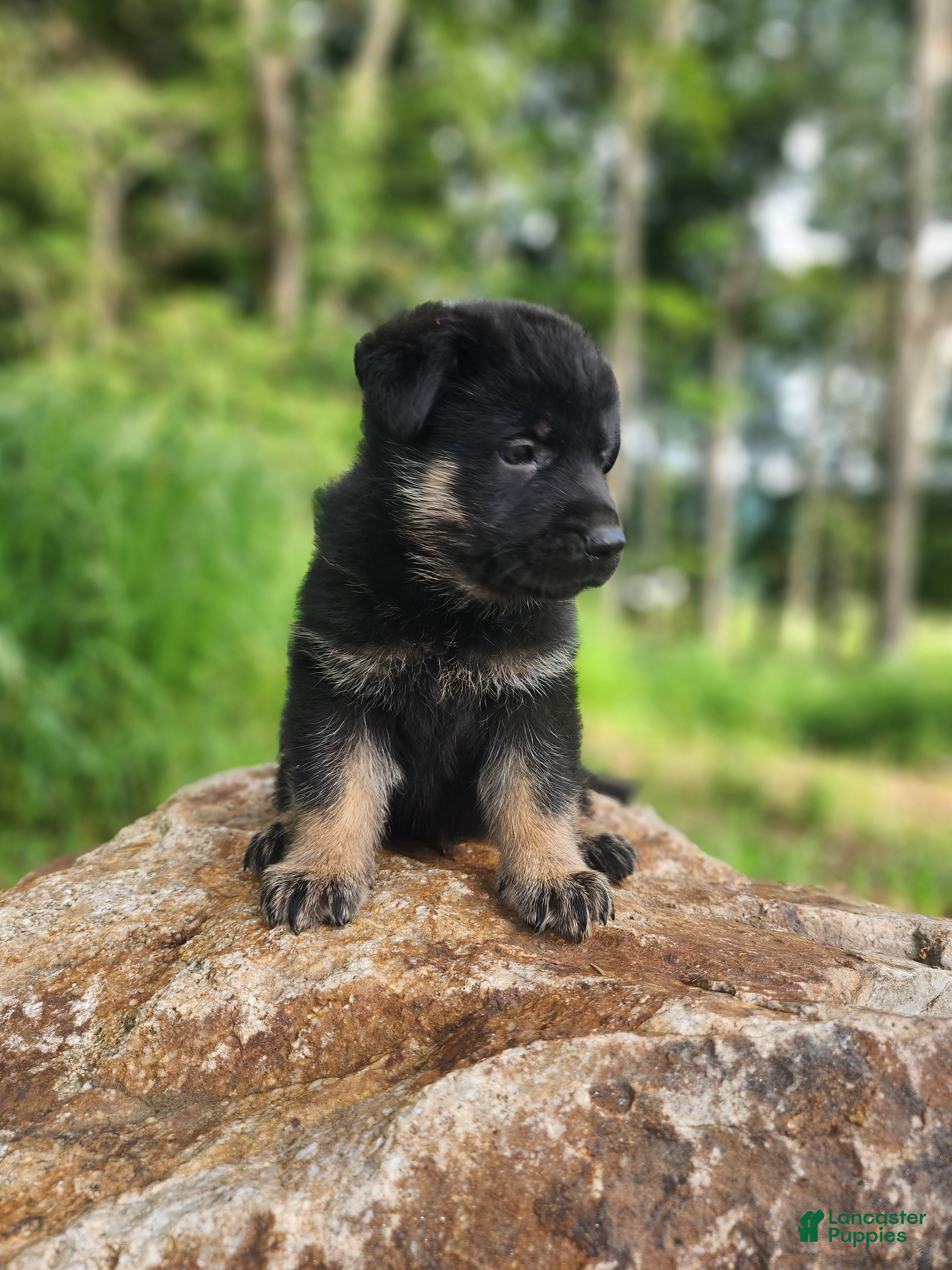 German Shepherd dogs  Tar - Ad 2