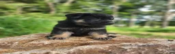 German Shepherd dogs for sale:  Tar - Ad 19