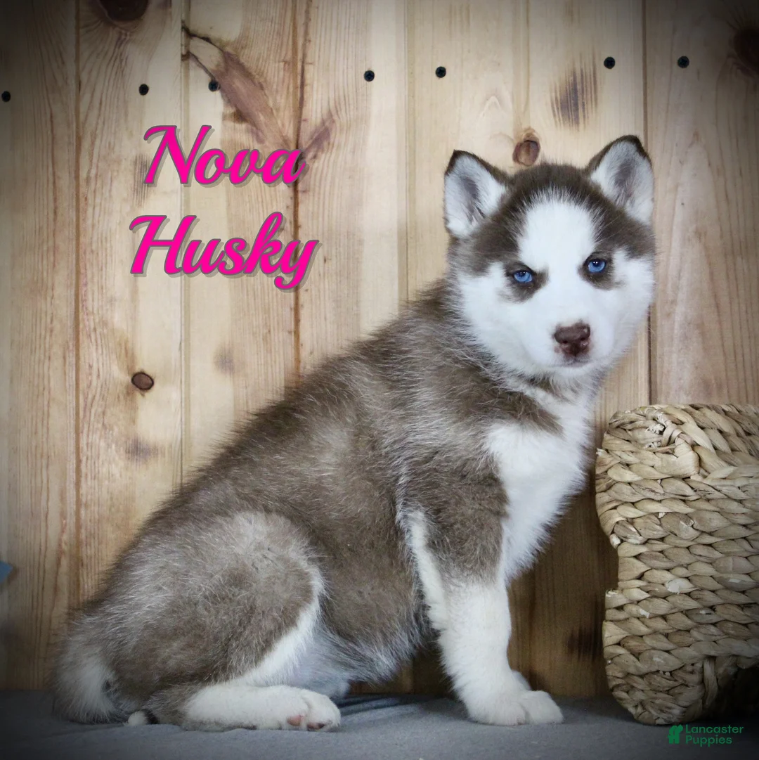 Siberian Husky dogs for sale: Nova - Ad 1