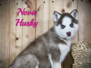 Siberian Husky dogs for sale: Nova - Ad 2