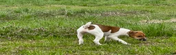 Jack Russell Terrier dogs for sale: Jack Russell Terrier Boy 1 - Ad 6