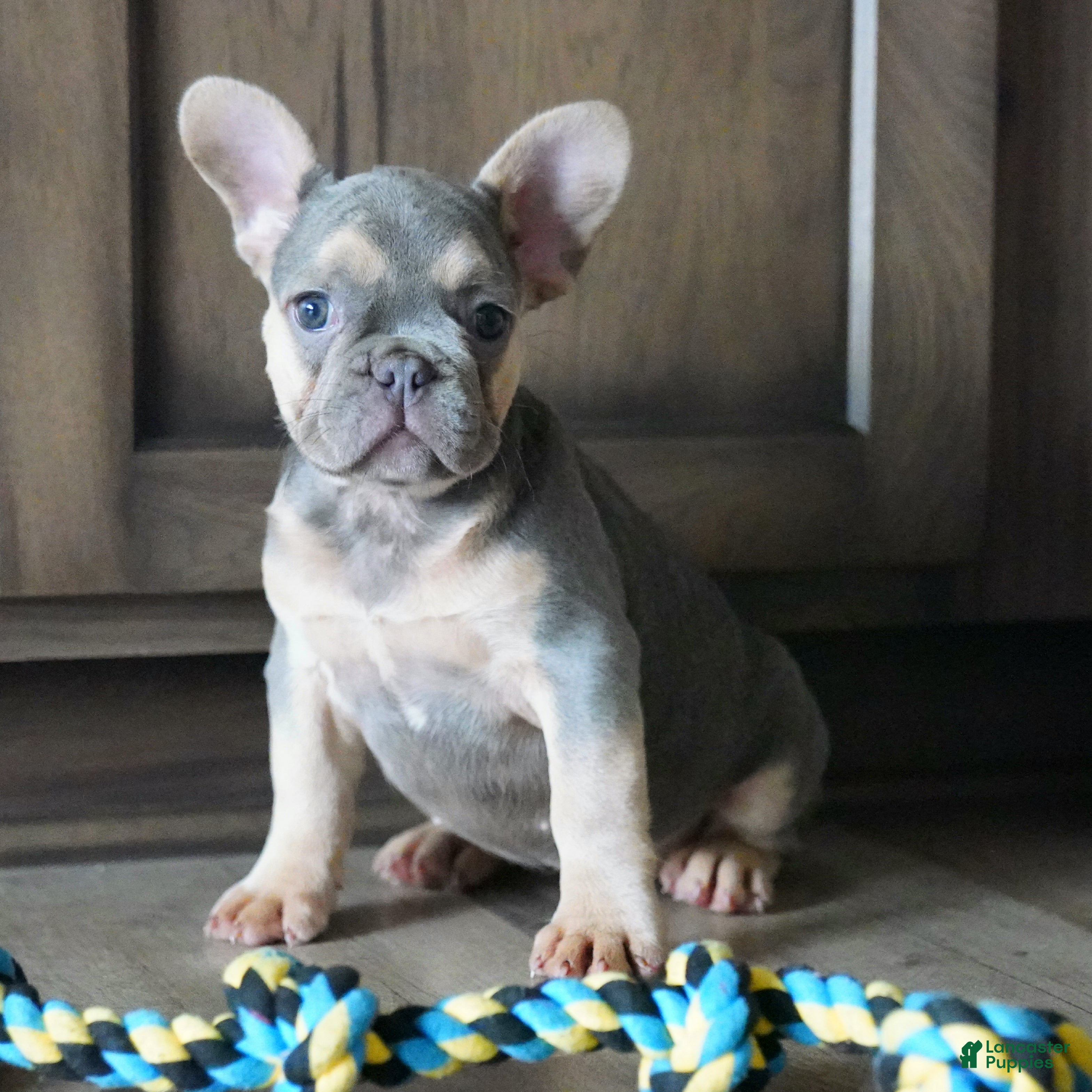 French Bulldog dogs Maples - Ad 2