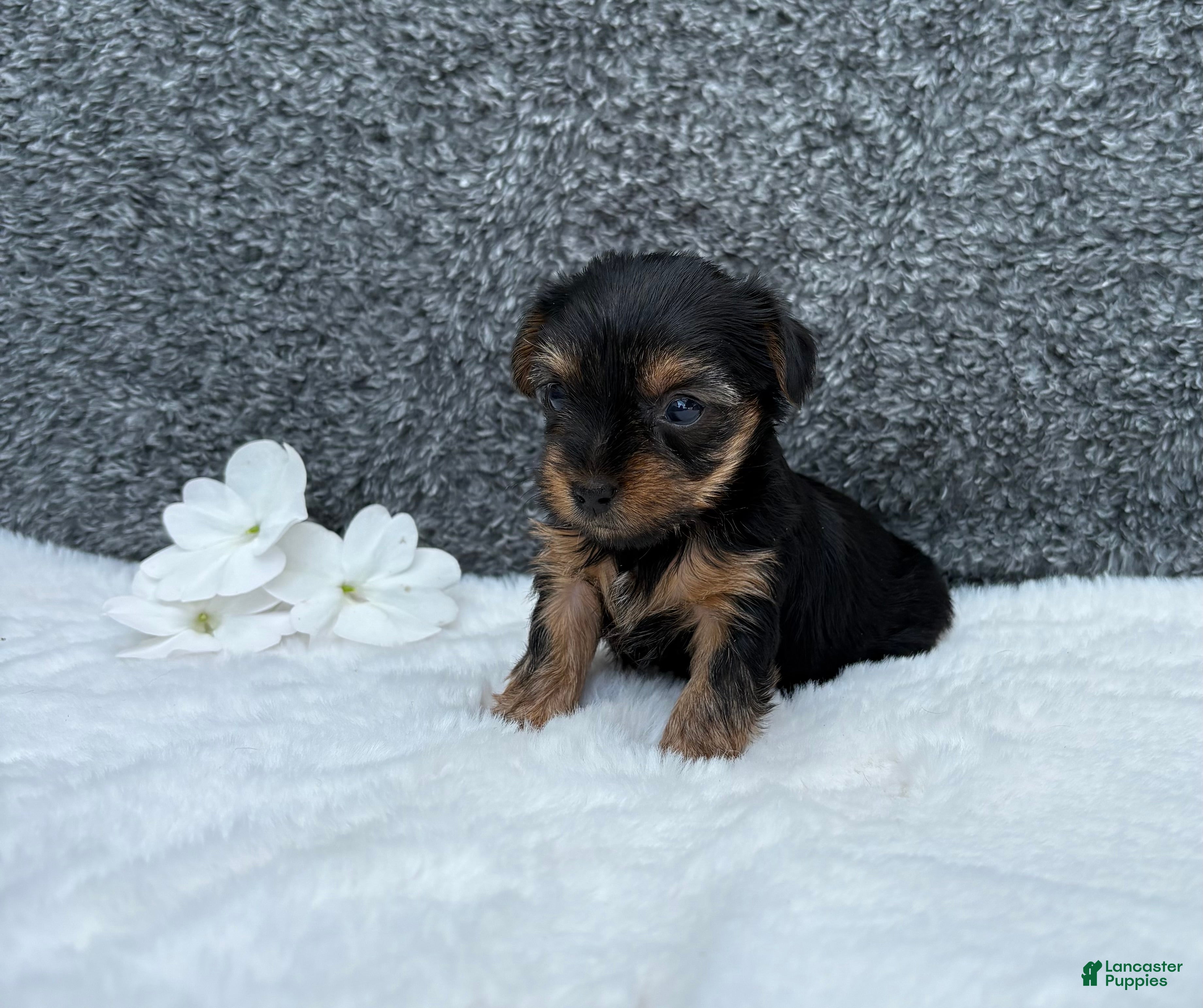 Yorkshire Terrier dogs Cassie - Ad 1