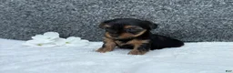 Yorkshire Terrier dogs for sale: Cassie - Ad 1