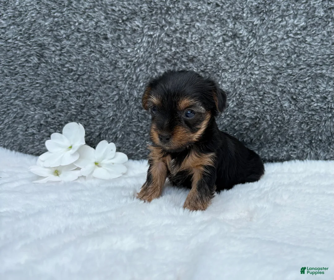 Yorkshire Terrier dogs for sale: Cassie - Ad 1