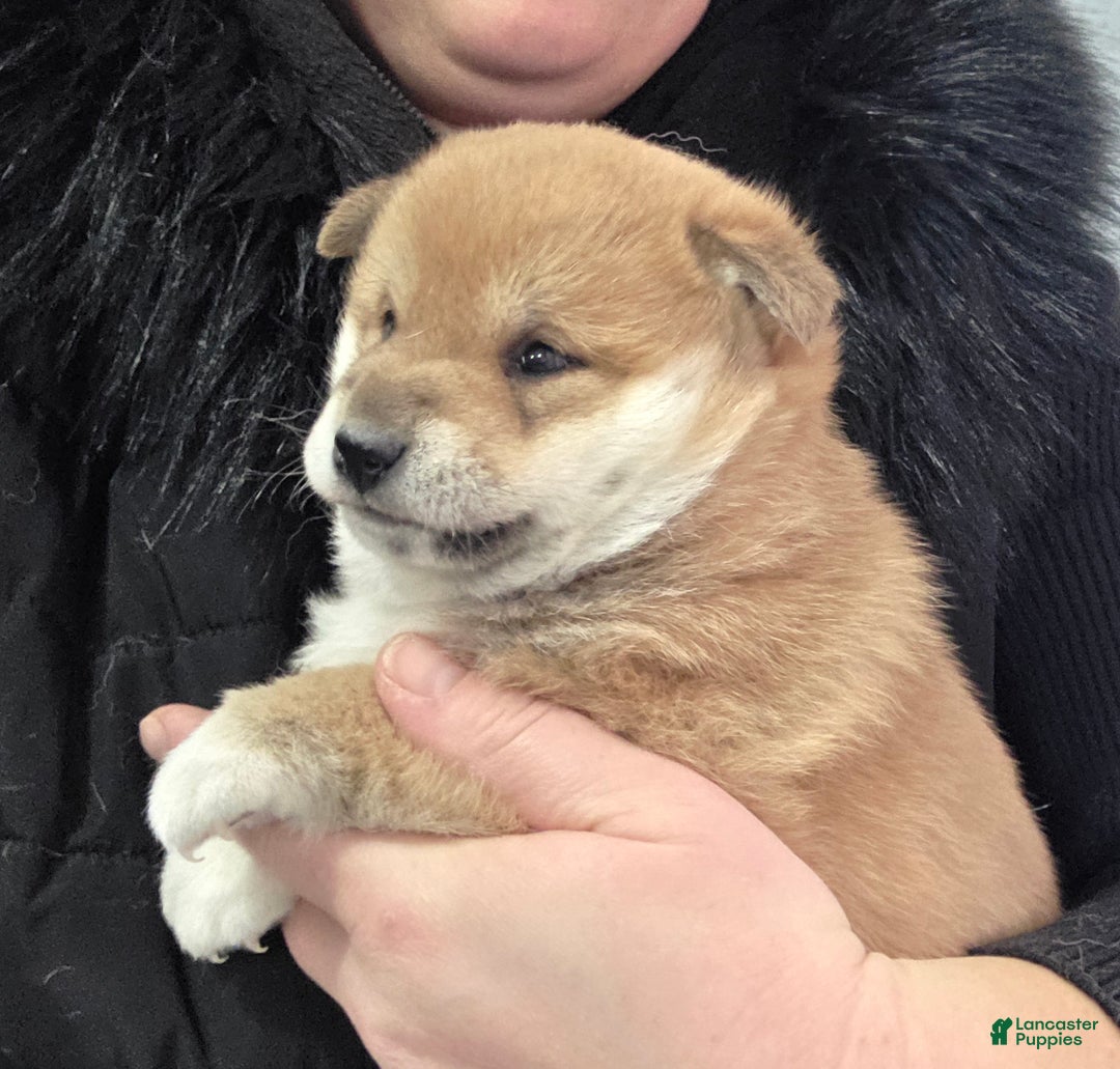 Shiba Inu dogs for sale: Ashton - Ad 11