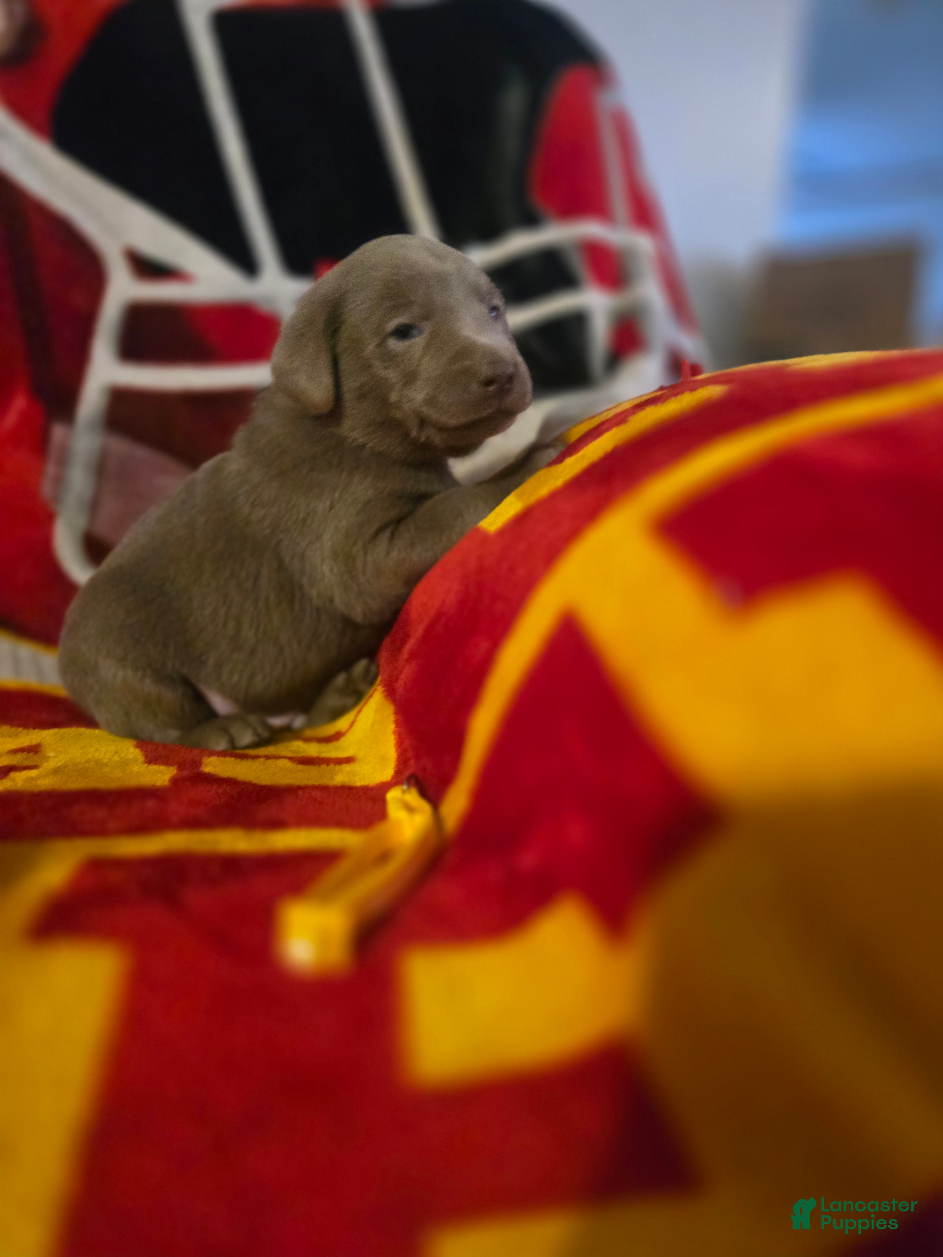 Labrador Retriever dogs Labrador Retriever Puppy 4 - Ad 1