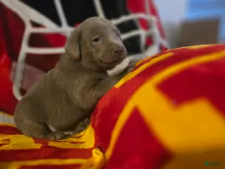 Labrador Retriever dogs for sale: Labrador Retriever Puppy 4 - Ad 1