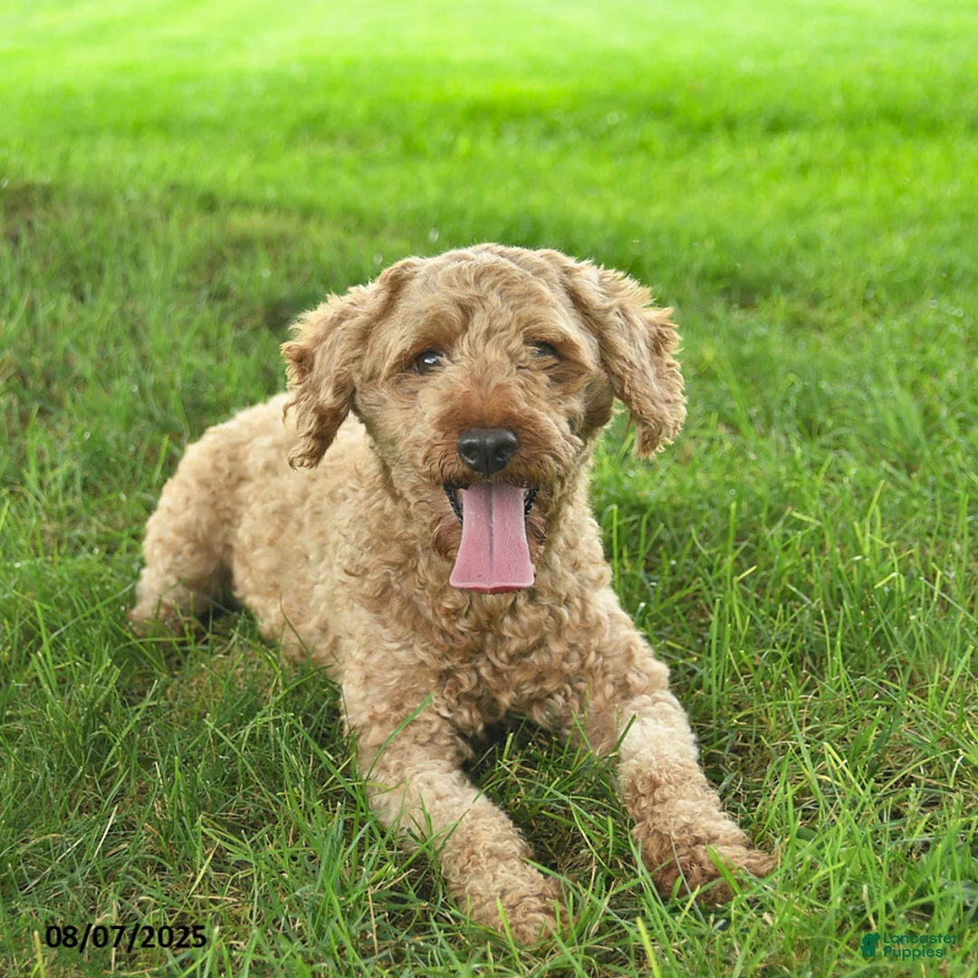 Cavapoo dogs for sale: Ivy  - Ad 4