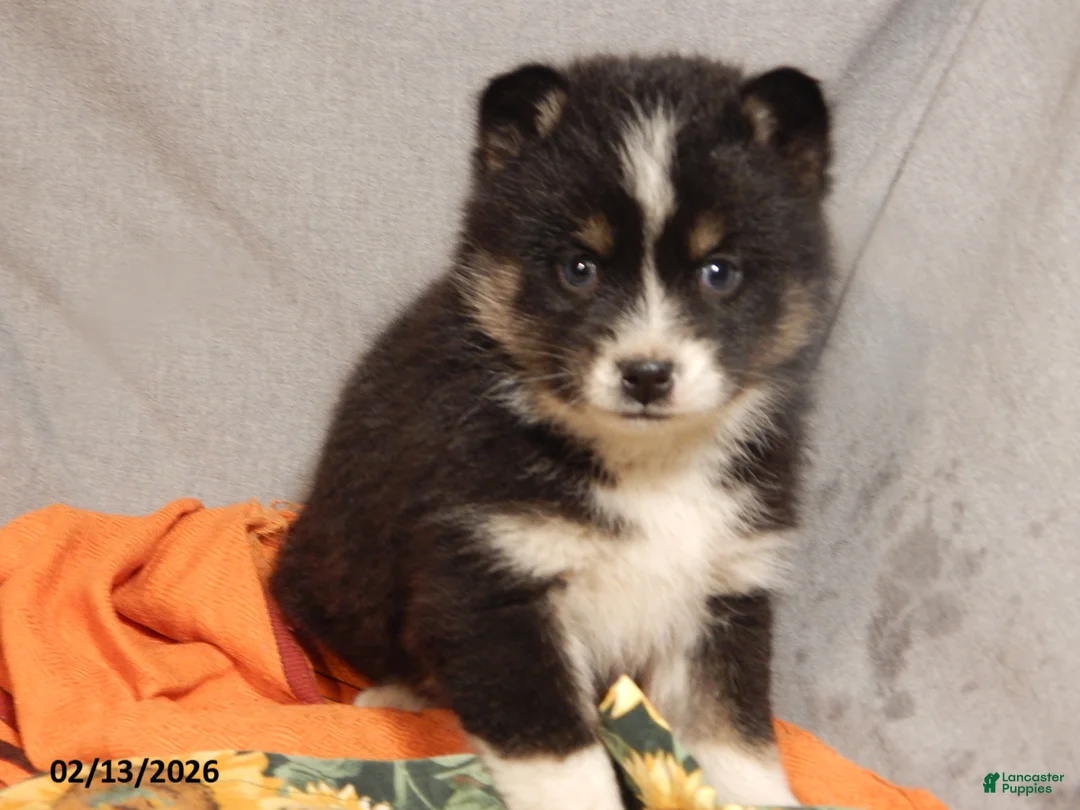 Pomsky dogs for sale: Susie - Ad 3