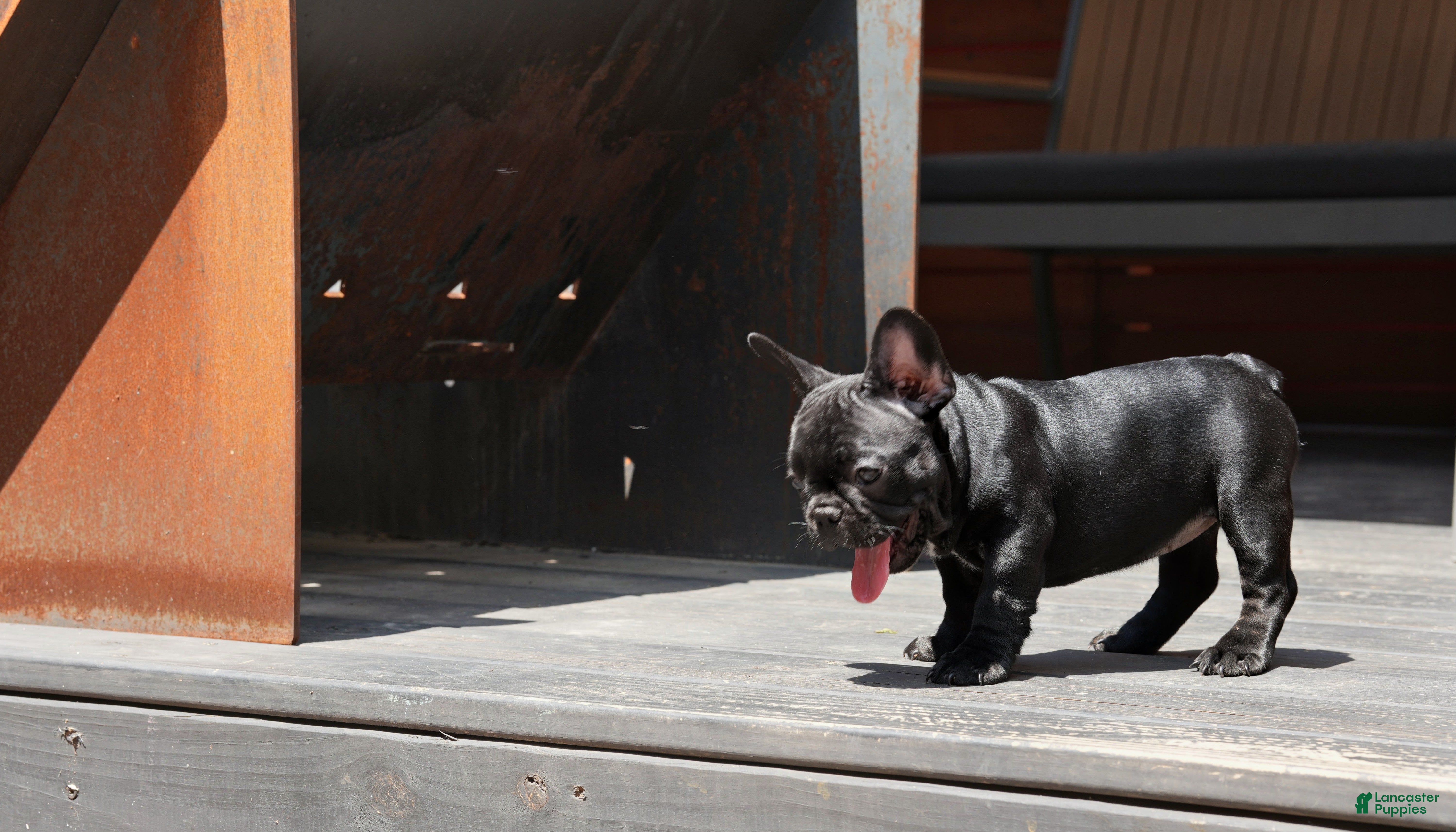French Bulldog dogs Lilo - Solid Black Female (No brindle) - Rare - Ad 2