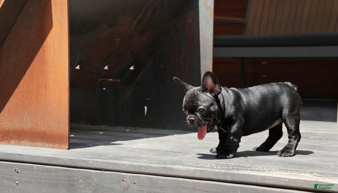 French Bulldog dogs for sale: Lilo - Solid Black Female (No brindle) - Rare - Ad 2