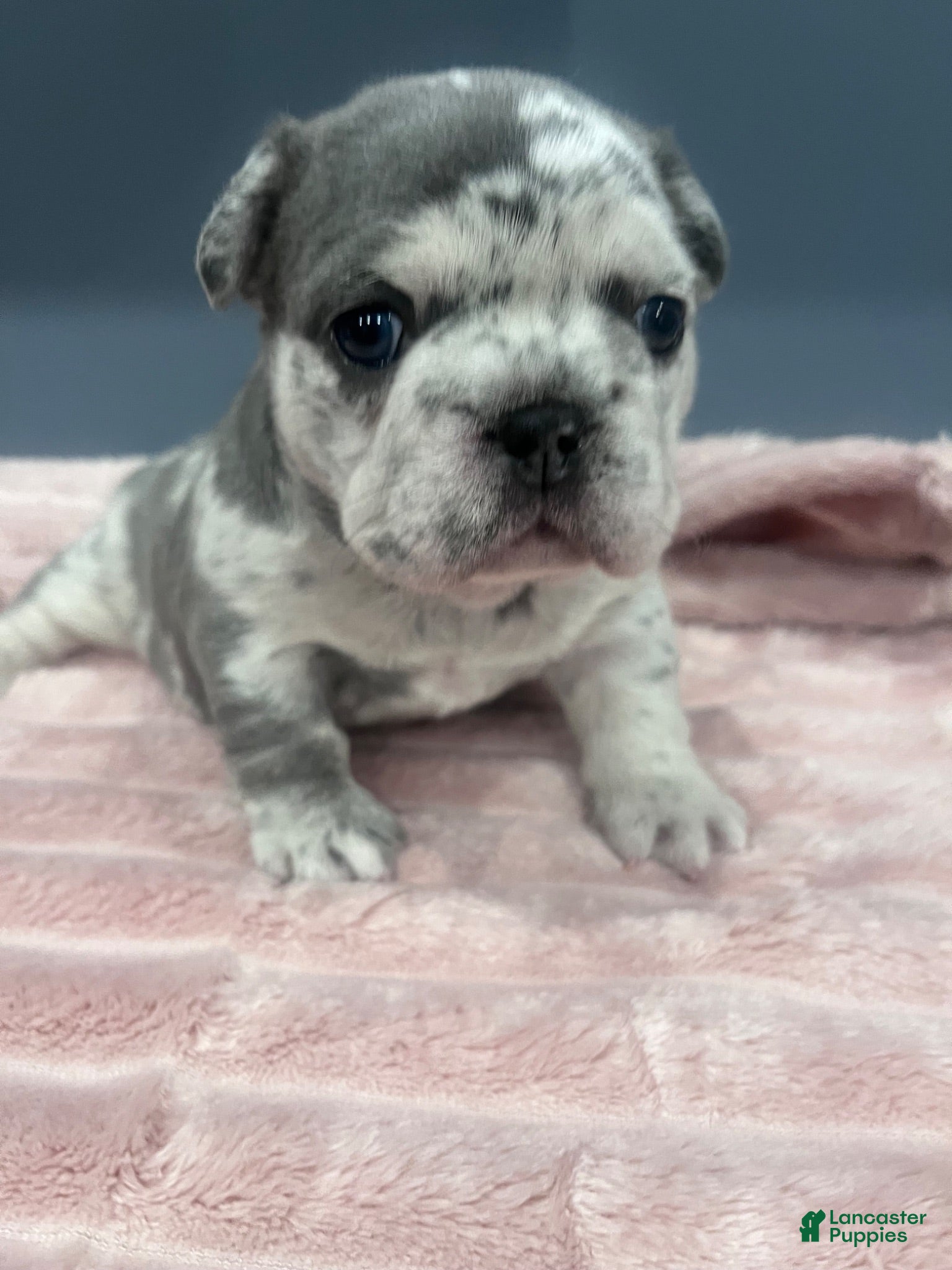 French Bulldog dogs for sale: French Bulldog 1 - Ad 4