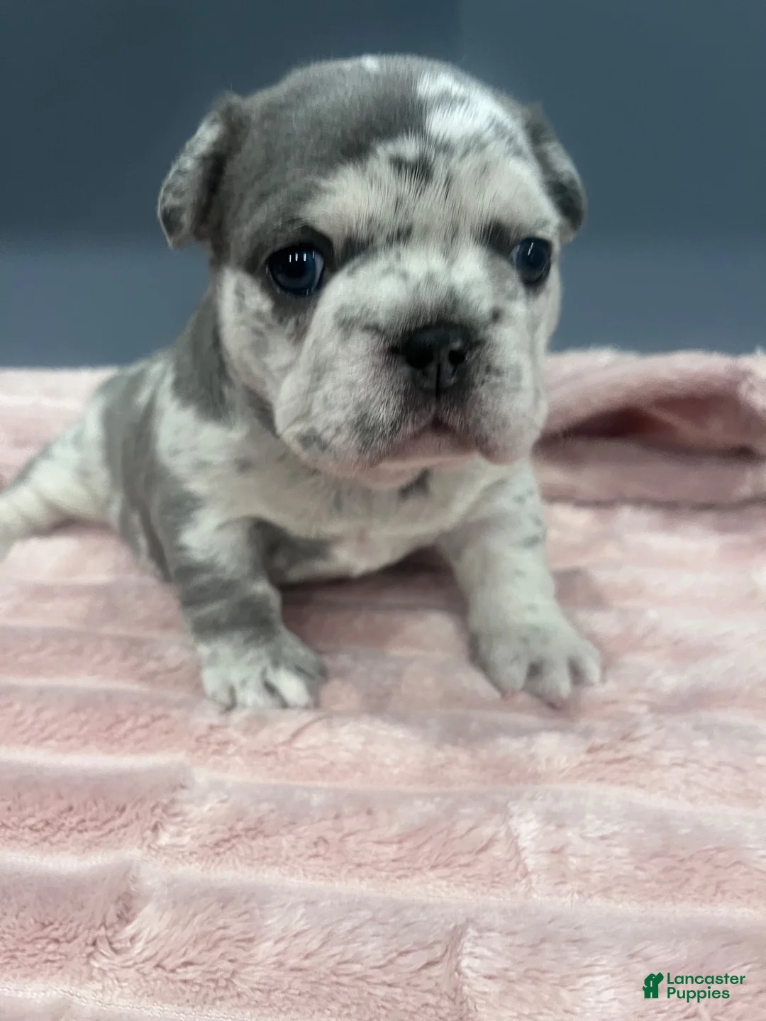 French Bulldog dogs for sale: French Bulldog 1 - Ad 1
