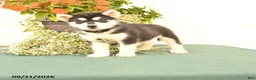 Alaskan Malamute dogs for sale: Clara - Ad 1